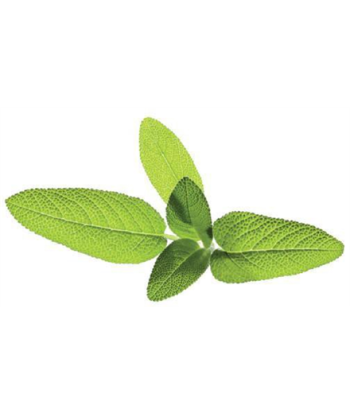 Click & Grow Smart Garden refill Sage 3pcs | Sourcing